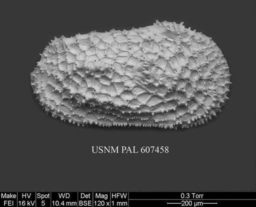 Henryhowella asperrima (Reuss, 1850)