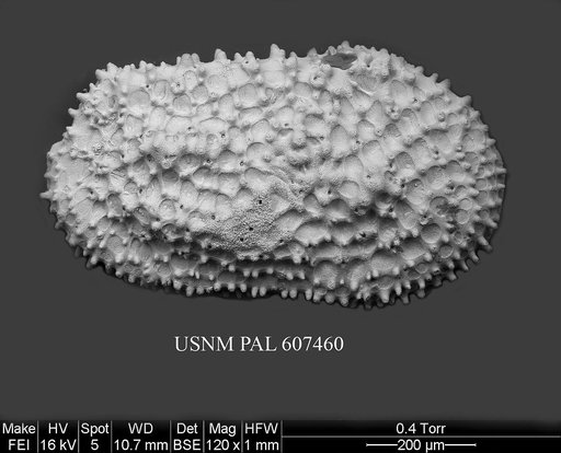 Henryhowella asperrima (Reuss, 1850)