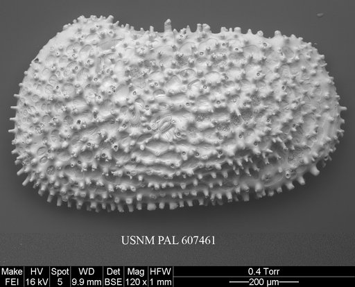 Henryhowella asperrima (Reuss, 1850)