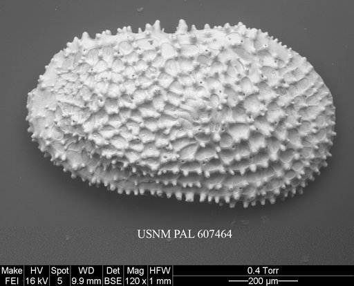 Henryhowella asperrima (Reuss, 1850)