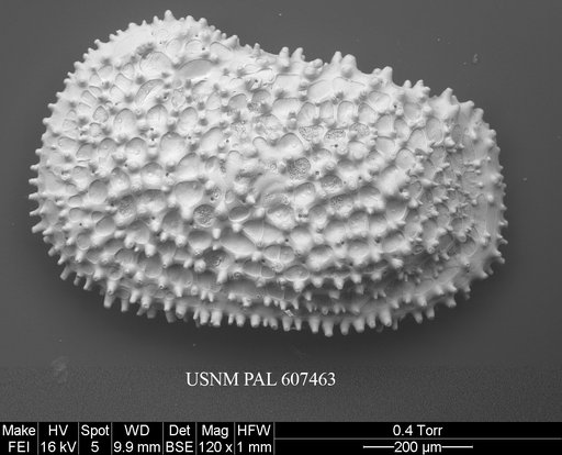 Henryhowella asperrima (Reuss, 1850)