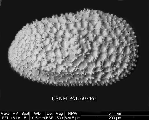 Henryhowella asperrima (Reuss, 1850)