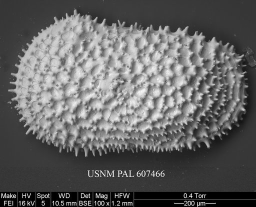 Henryhowella asperrima (Reuss, 1850)
