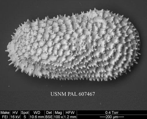 Henryhowella asperrima (Reuss, 1850)