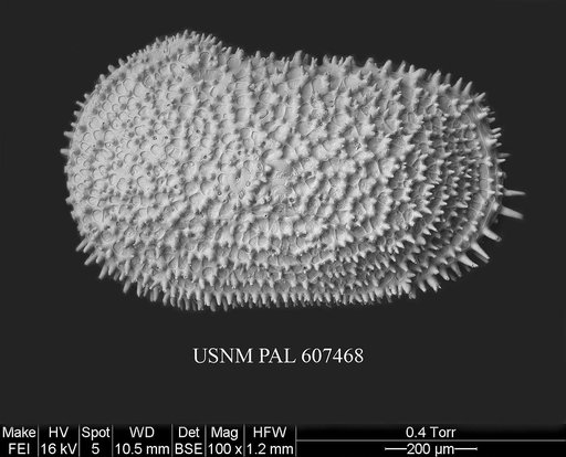 Henryhowella sp. 1