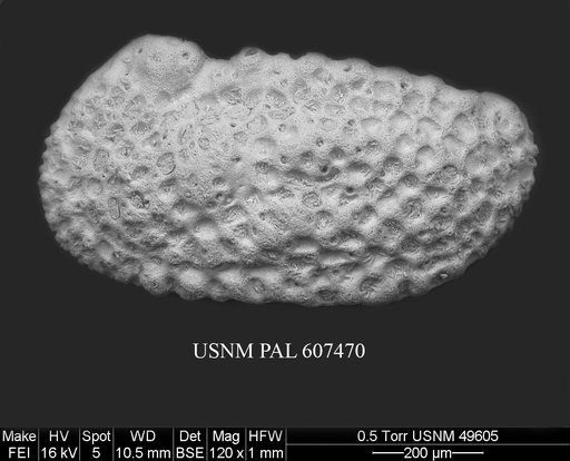 Henryhowella argentinensis (Bertels, 1969)