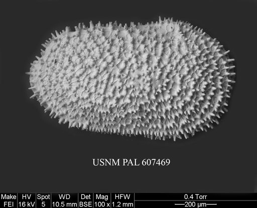 Henryhowella sp. 1