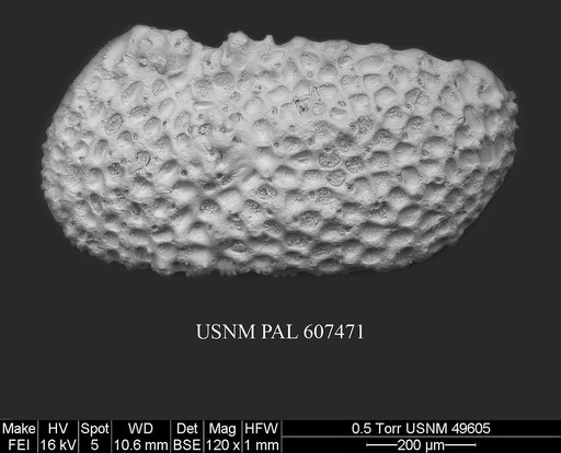 Henryhowella argentinensis (Bertels, 1969)