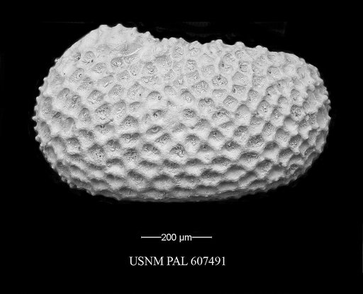 Henryhowella meridionalis (Bertels, 1969)