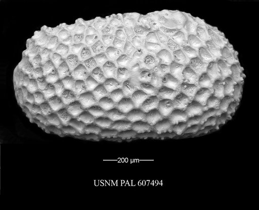 Henryhowella meridionalis (Bertels, 1969)