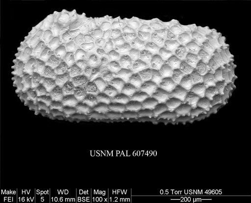Henryhowella meridionalis (Bertels, 1969)