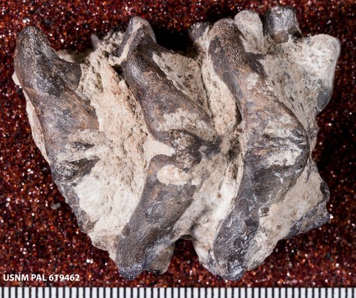 Seymouria sp