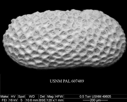 Henryhowella meridionalis (Bertels, 1969)