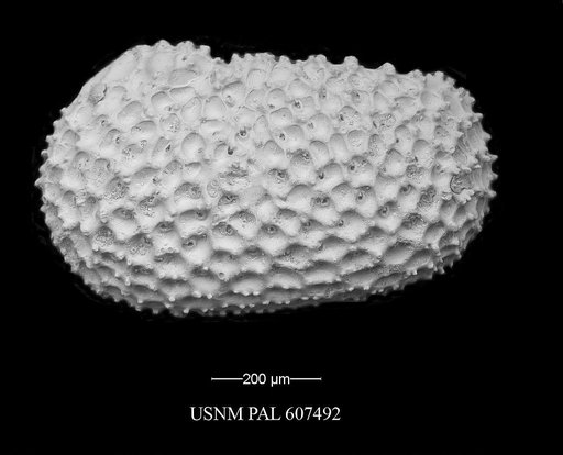 Henryhowella meridionalis (Bertels, 1969)