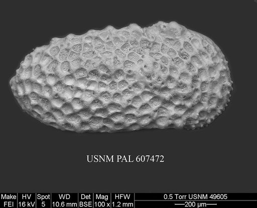 Henryhowella argentinensis (Bertels, 1969)
