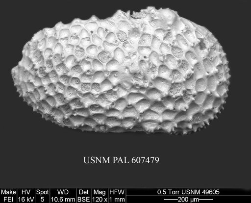 Henryhowella argentinensis (Bertels, 1969)