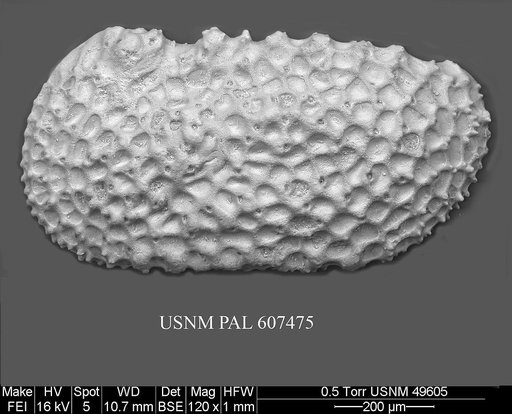 Henryhowella argentinensis (Bertels, 1969)