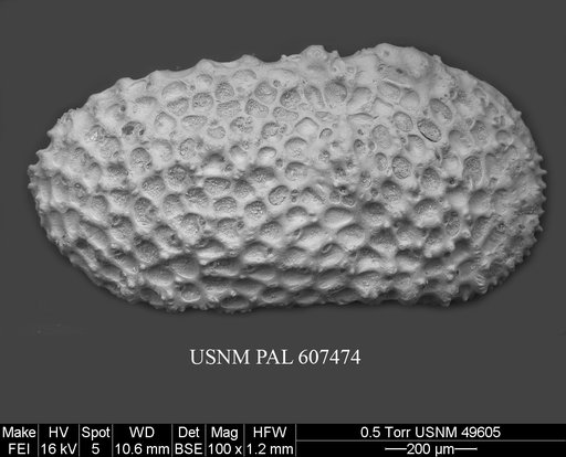 Henryhowella argentinensis (Bertels, 1969)