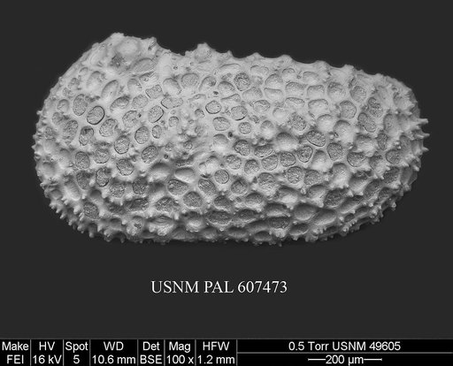 Henryhowella argentinensis (Bertels, 1969)