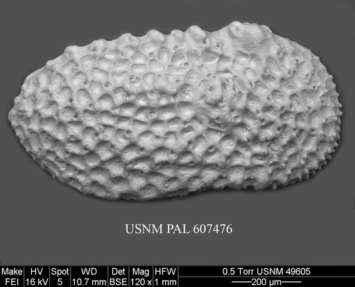 Henryhowella argentinensis (Bertels, 1969)