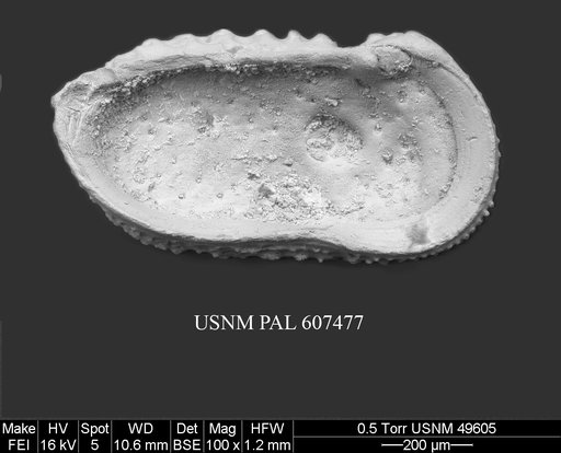 Henryhowella argentinensis (Bertels, 1969)