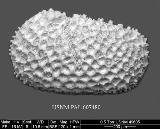 Henryhowella meridionalis (Bertels, 1969)