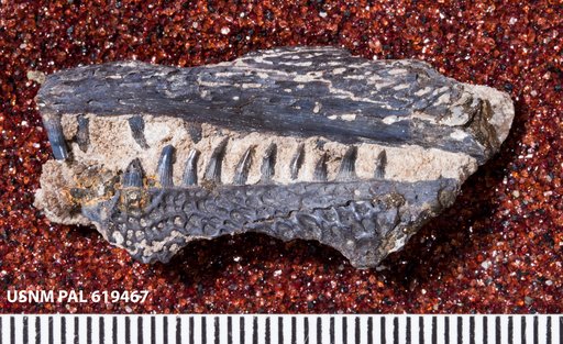 Cacops sp