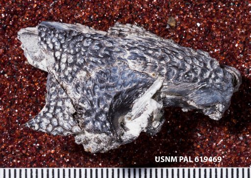 Cacops ? sp