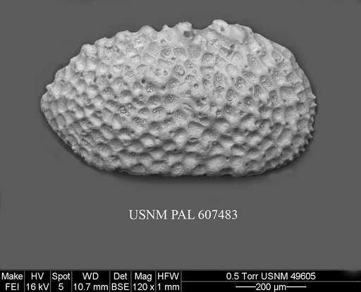Henryhowella argentinensis (Bertels, 1969)