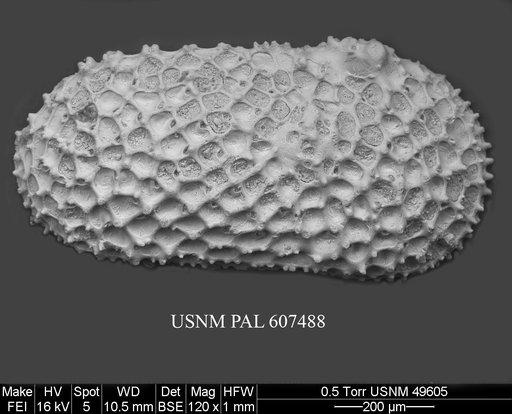Henryhowella meridionalis (Bertels, 1969)