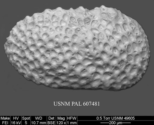 Henryhowella argentinensis (Bertels, 1969)