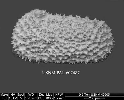 Henryhowella nascens (Bertels, 1969)