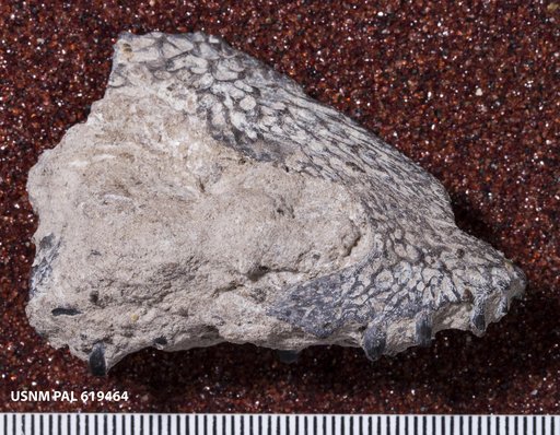 Genus sp