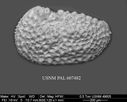 Henryhowella argentinensis (Bertels, 1969)