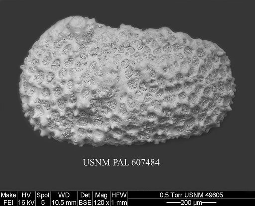 Henryhowella nascens (Bertels, 1969)