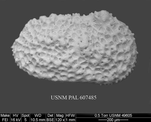 Henryhowella nascens (Bertels, 1969)