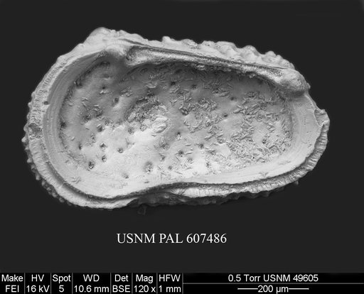 Henryhowella nascens (Bertels, 1969)