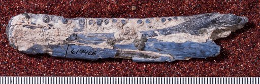 Genus sp