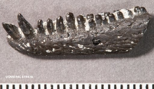 Captorhinus sp