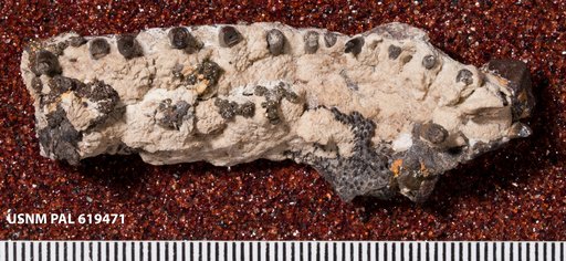 Cacops sp