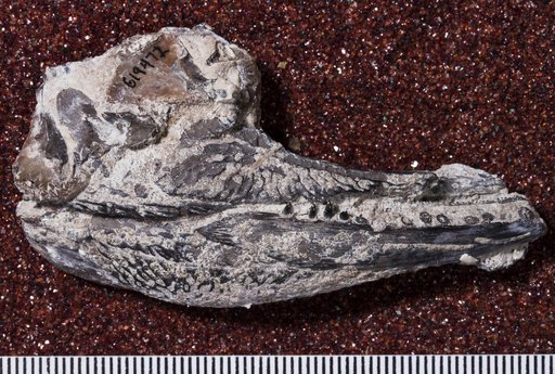 Cacops sp