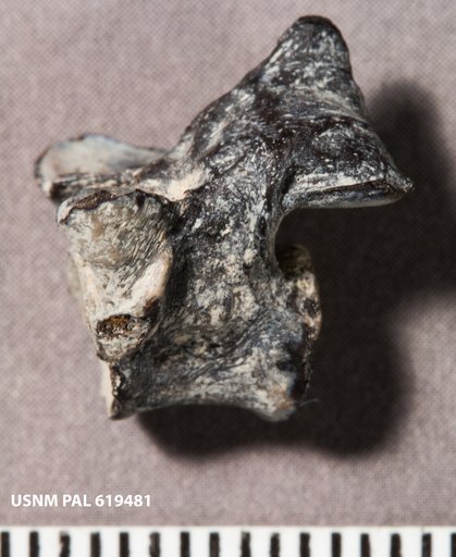 Captorhinus sp