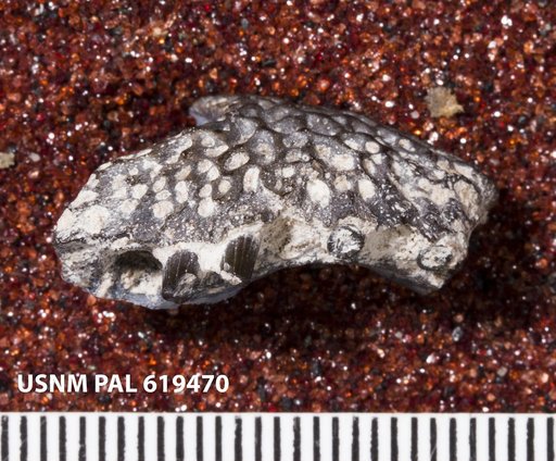 Cacops sp
