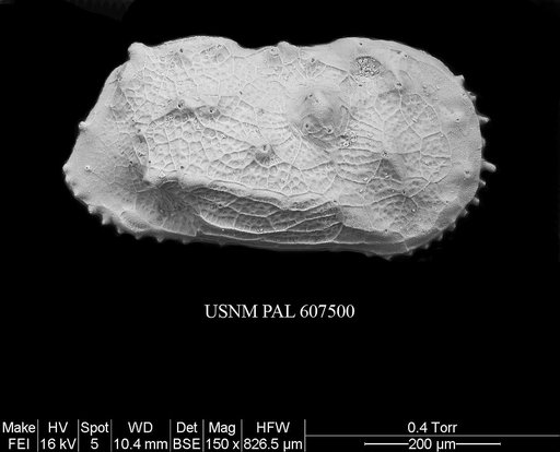 Toolongella sp. 1