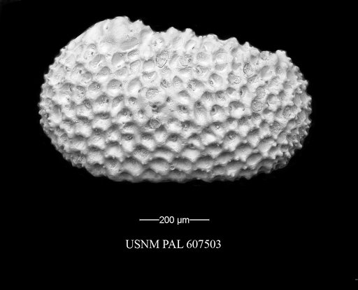 Henryhowella meridionalis (Bertels, 1969)