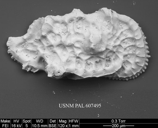 Tongacythere sp. 1
