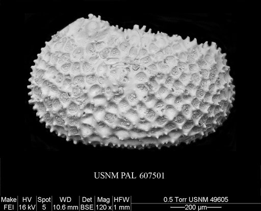 Henryhowella meridionalis (Bertels, 1969)
