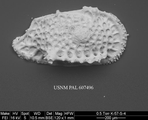 Tongacythere sp. 2