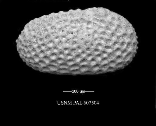 Henryhowella meridionalis (Bertels, 1969)