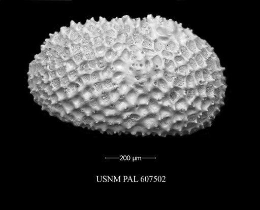 Henryhowella meridionalis (Bertels, 1969)